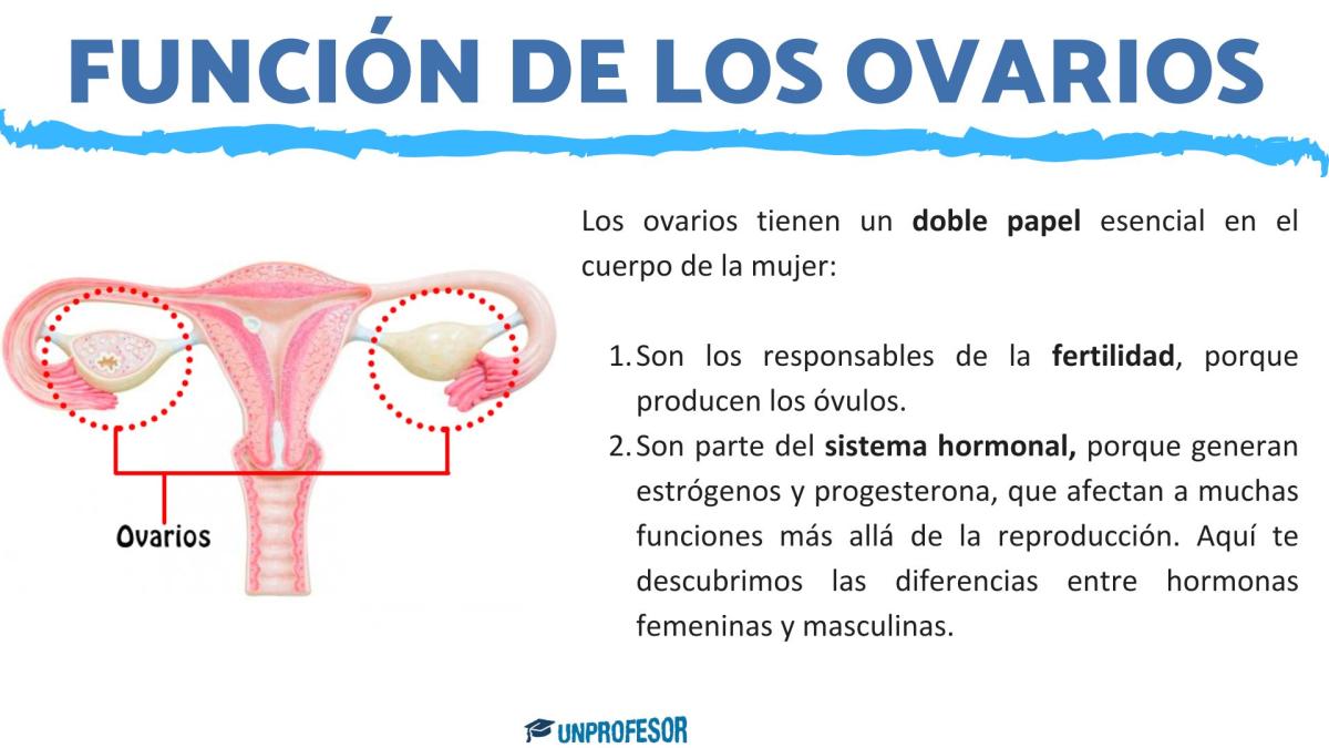 Ovarios: función y características
