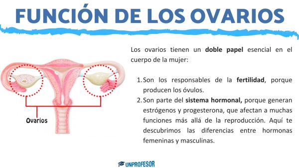 Ovarios: función y características - ¿Qué función principal tienen los ovarios? 