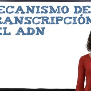 Cómo es el mecanismo de transcripción del ADN