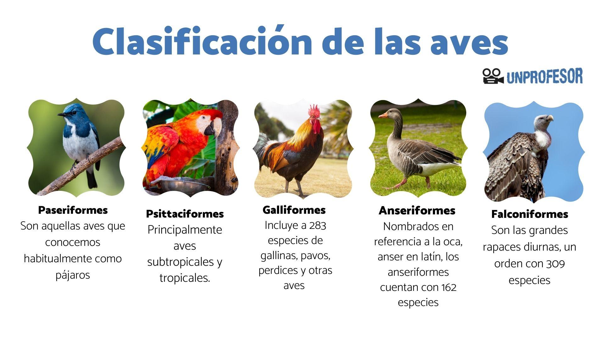 Clasificación de las AVES Lista con IMÁGENES