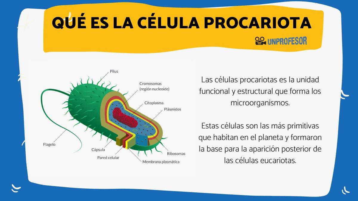 Qué es una célula procariota