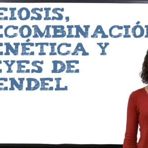 Relación entre Meiosis, recombinación genética y leyes de Mendel