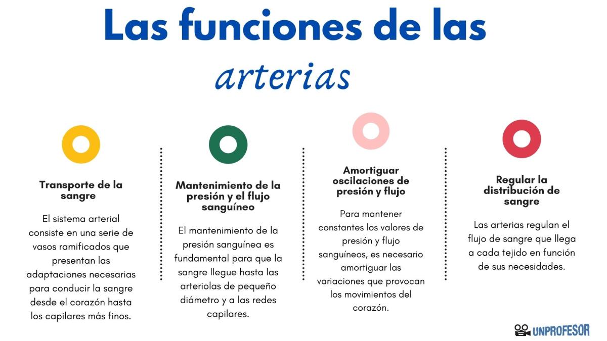 Función de las arterias