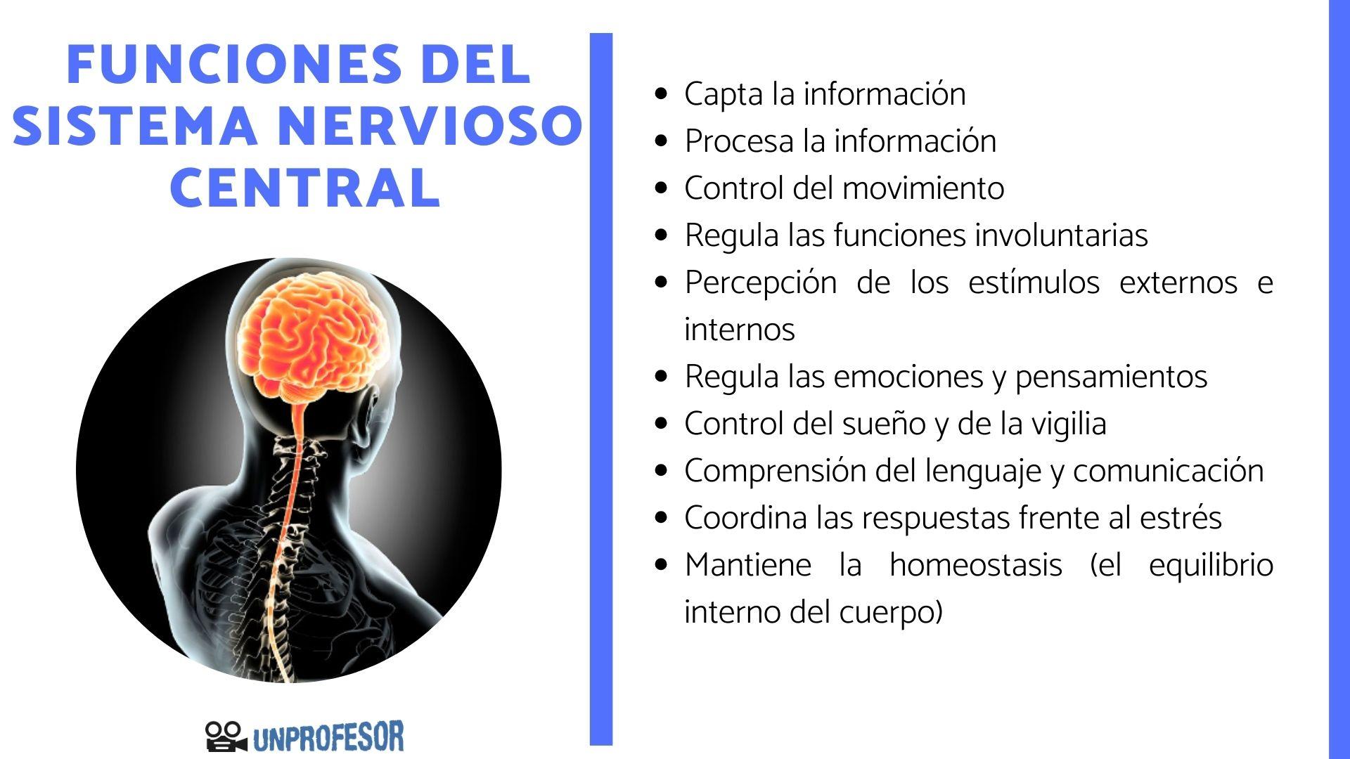 ▷El Sistema Nervioso Central ¿Qué es? ¿Cómo funciona?