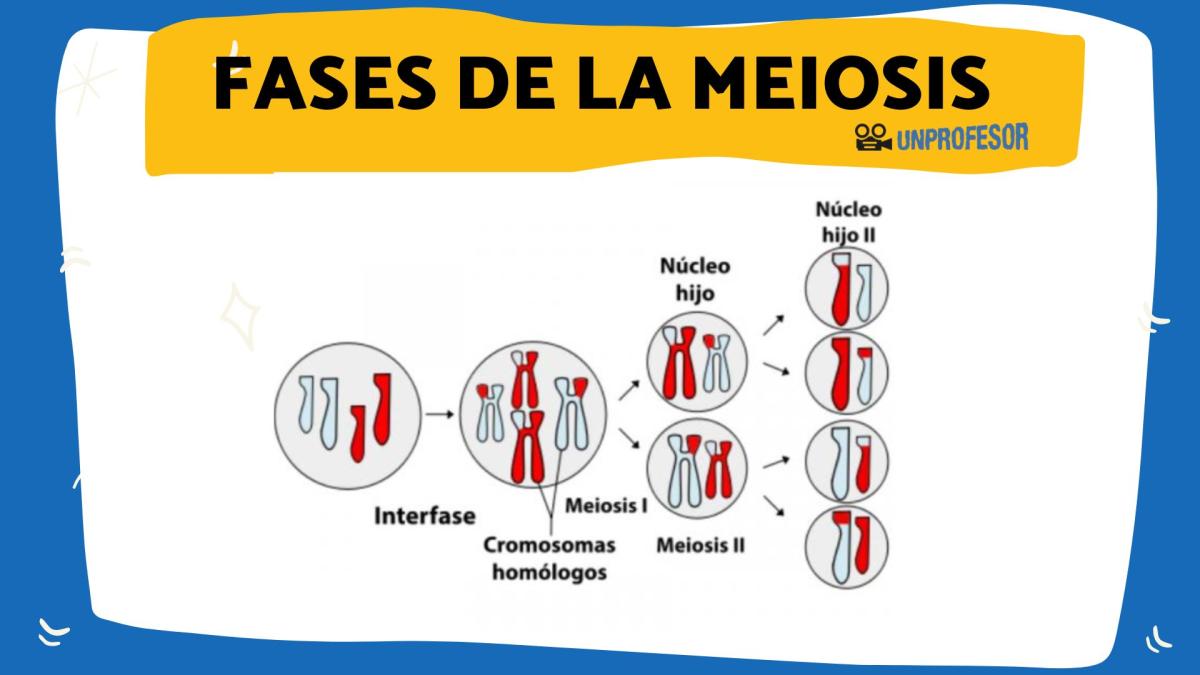Meiosis: fases y características