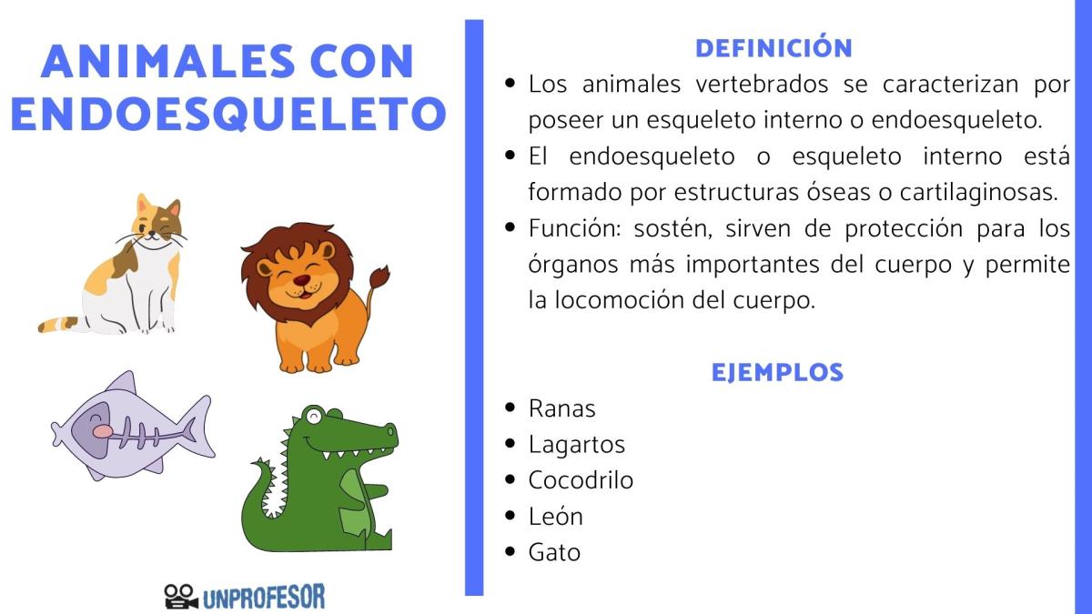 Animales con endoesqueleto y ejemplos
