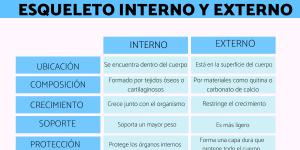Esqueleto interno y externo: diferencias