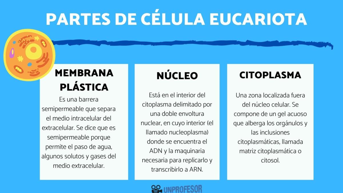 Partes de la célula eucariota