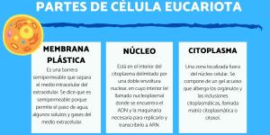 Partes de la célula eucariota