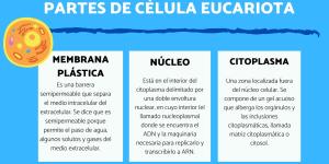 Partes de la célula eucariota