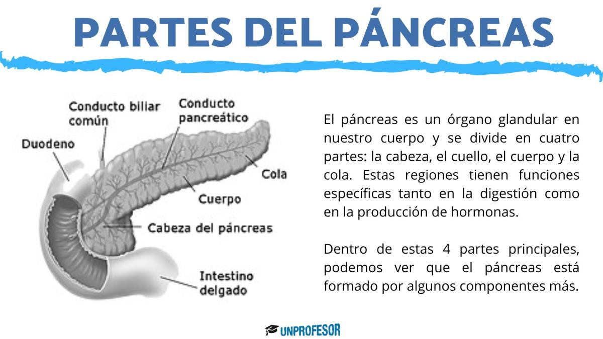 Partes del páncreas