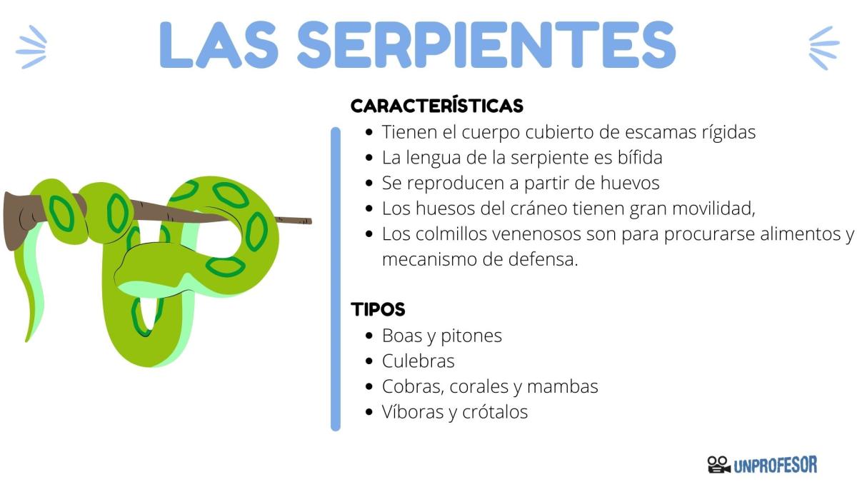 Serpientes: tipos y características