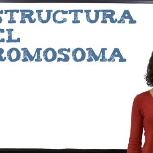 Estructura del cromosoma