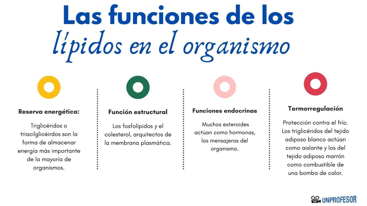 Función de los lípidos