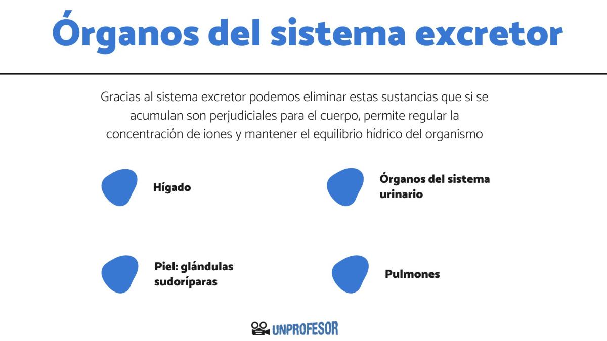 Órganos del sistema excretor y sus funciones