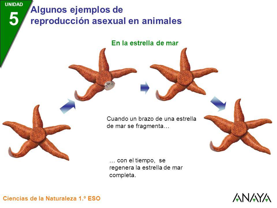 Ejemplos De Organismos Que Se Reproducen Por Gemacion