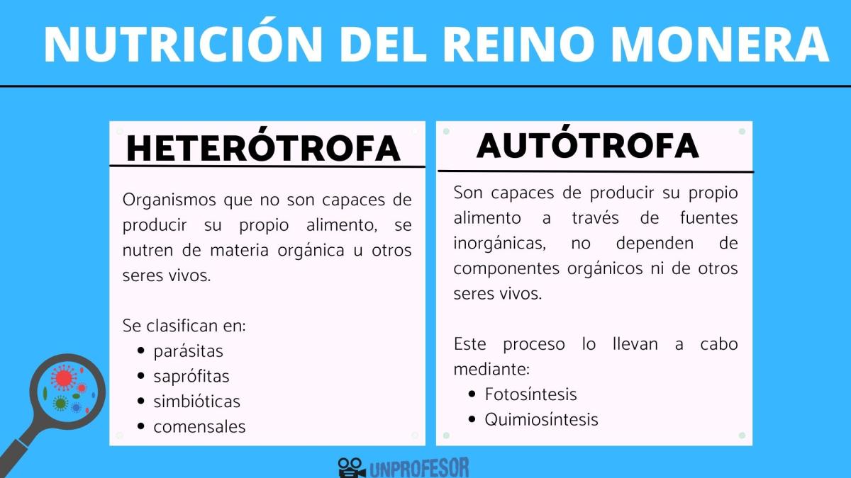 Tipos de nutrición del reino Monera