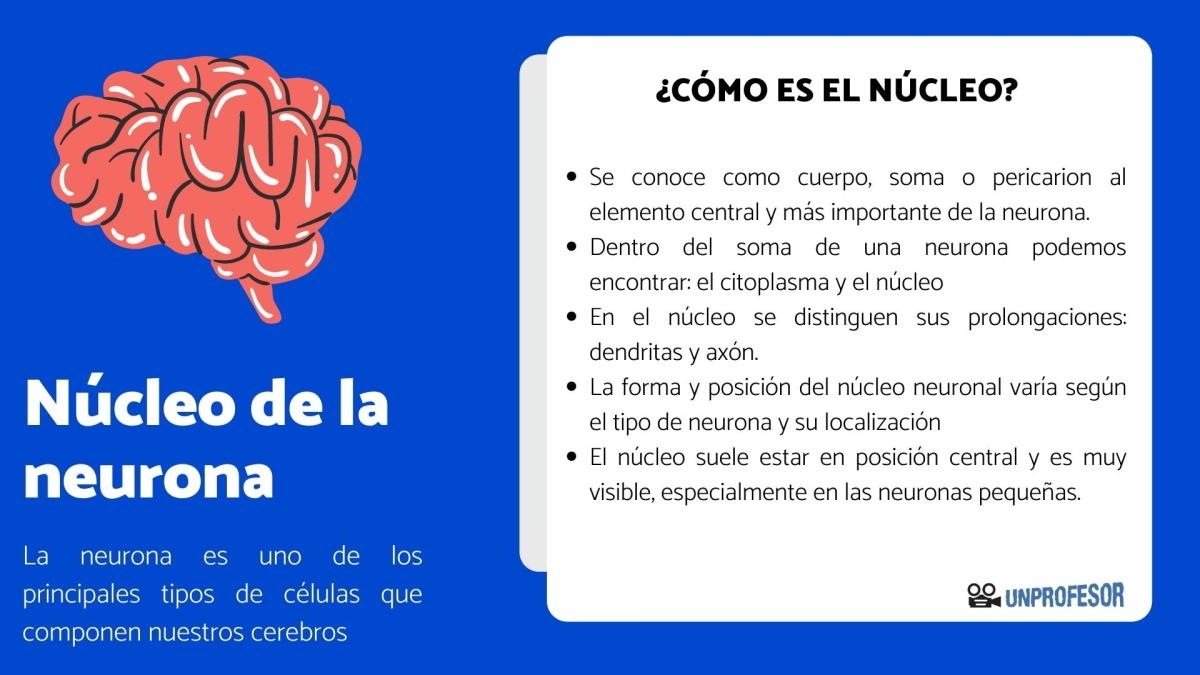Cómo es el núcleo de la neurona