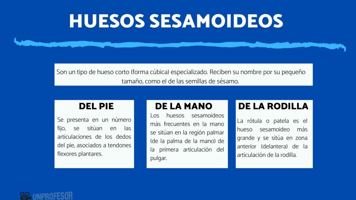 Cuáles son los huesos sesamoideos