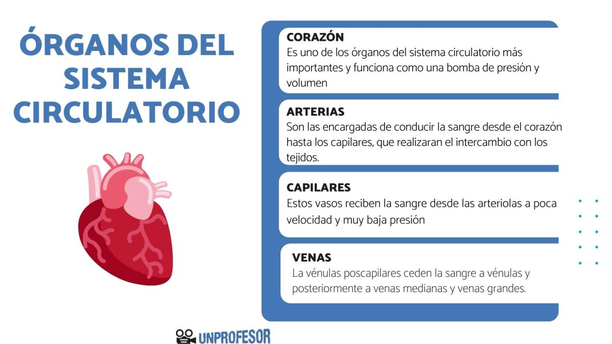 Órganos del sistema circulatorio