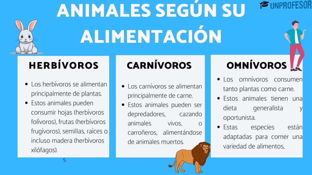 Clasificación de los animales según su alimentación