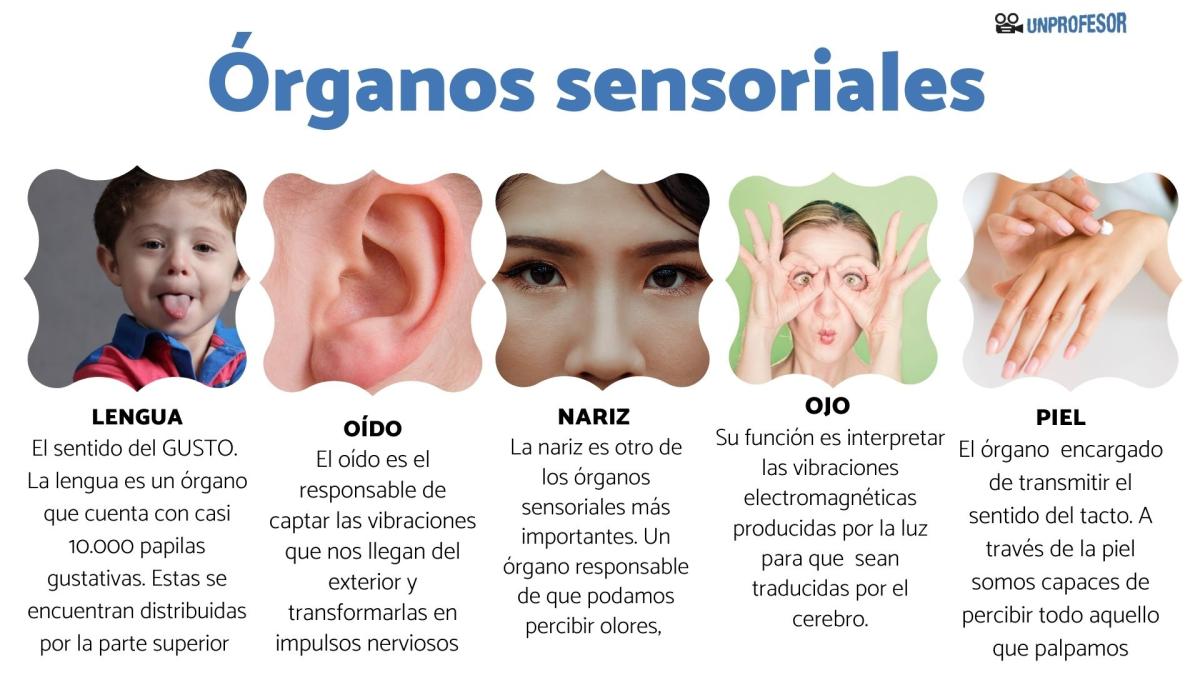 Órganos sensoriales y sus funciones