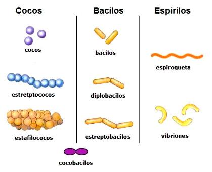 Clasificación de las bacterias - ¡¡RESUMEN CORTO + FÁCIL!!