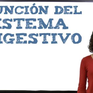 Función del sistema digestivo