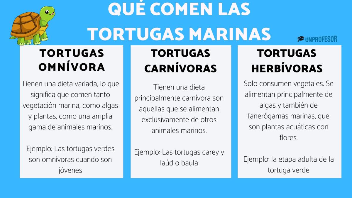 Qué comen las tortugas marinas