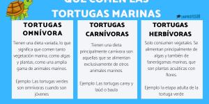 Qué comen las tortugas marinas