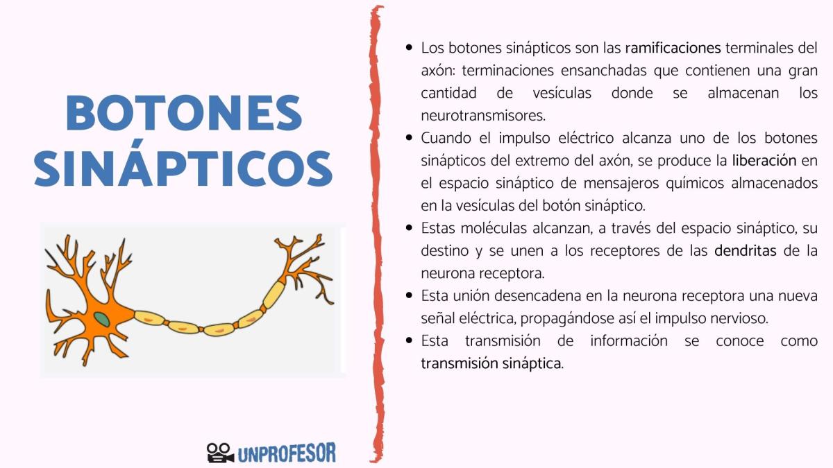 Qué son los botones sinápticos