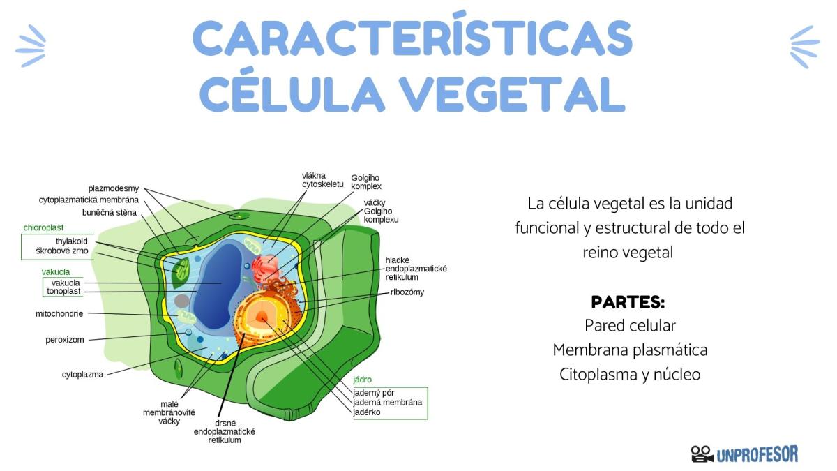 Características de la célula vegetal