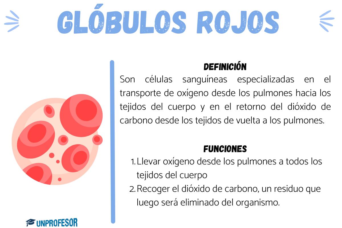 Qué son los glóbulos rojos y cuál es su función