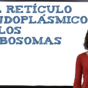 El retículo endoplásmico y los ribosomas