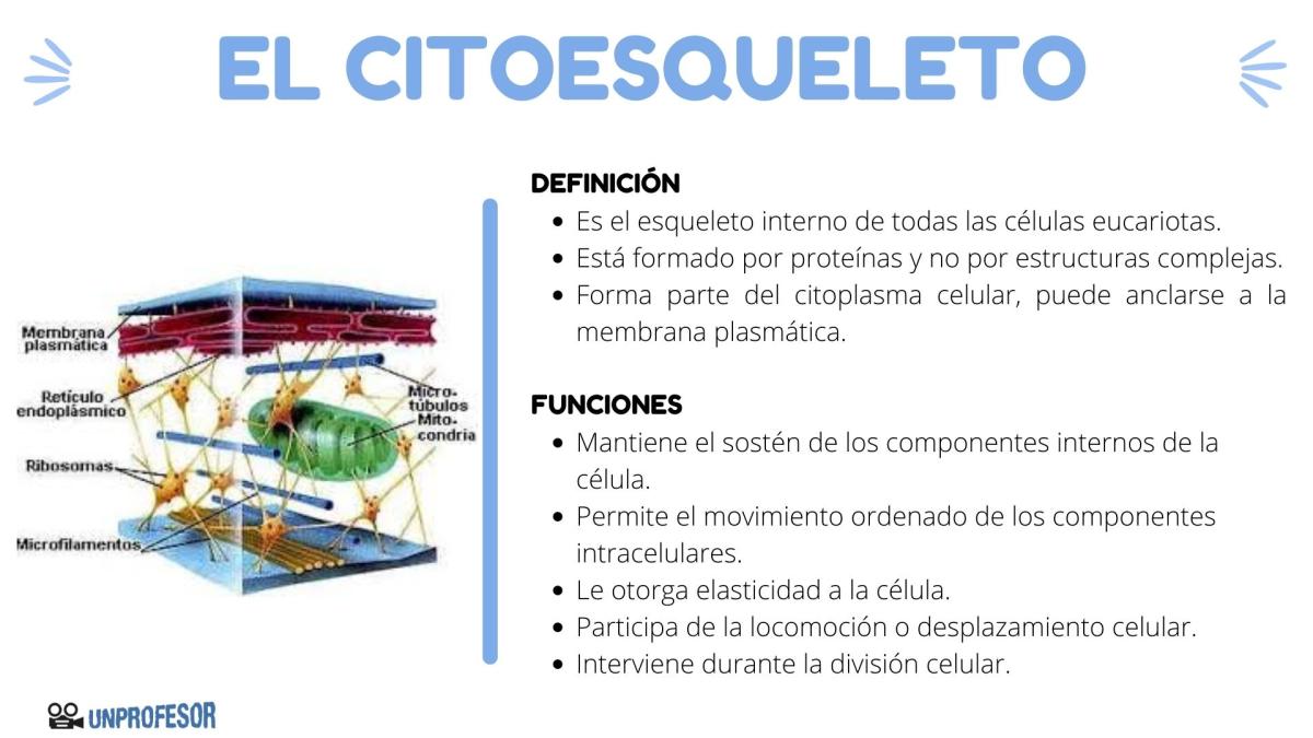 Citoesqueleto: función y estructura
