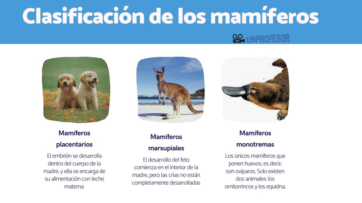 Clasificación de los mamíferos