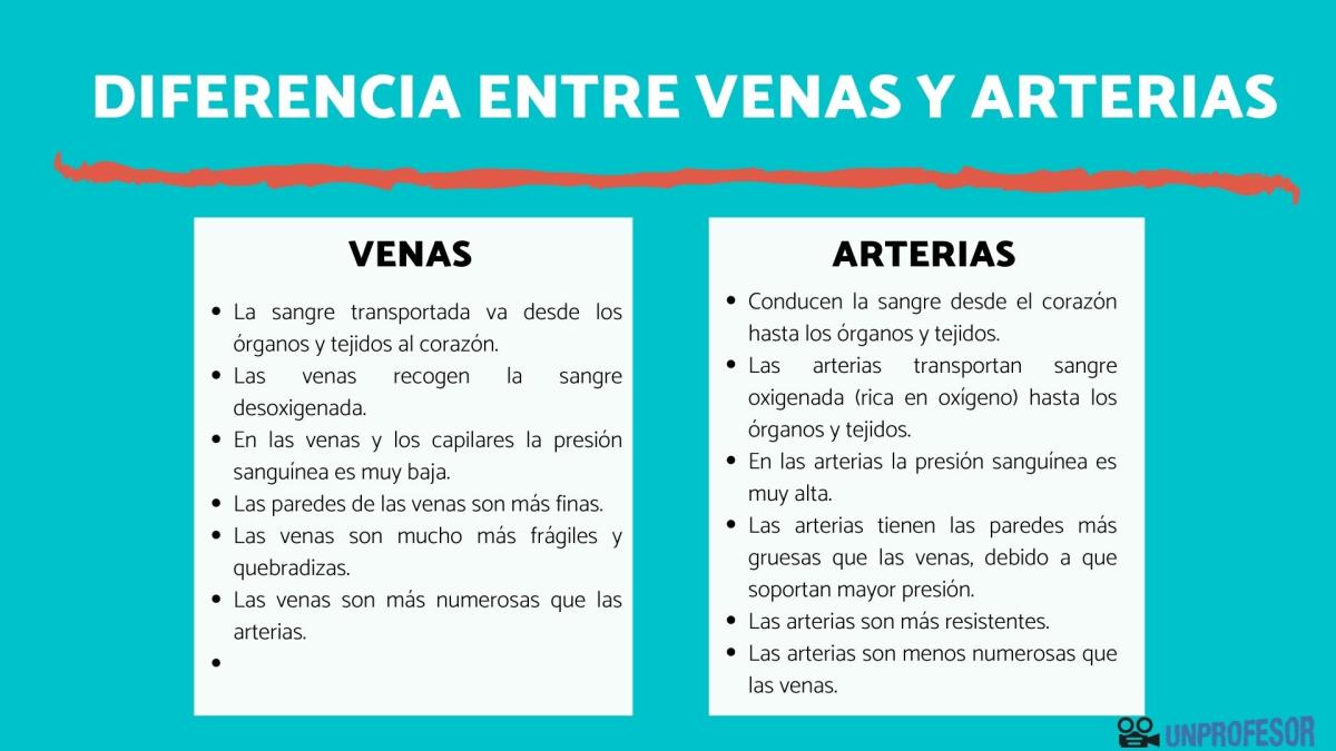 Diferencias entre venas y arterias
