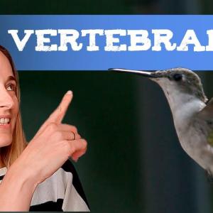 Animales vertebrados para niños