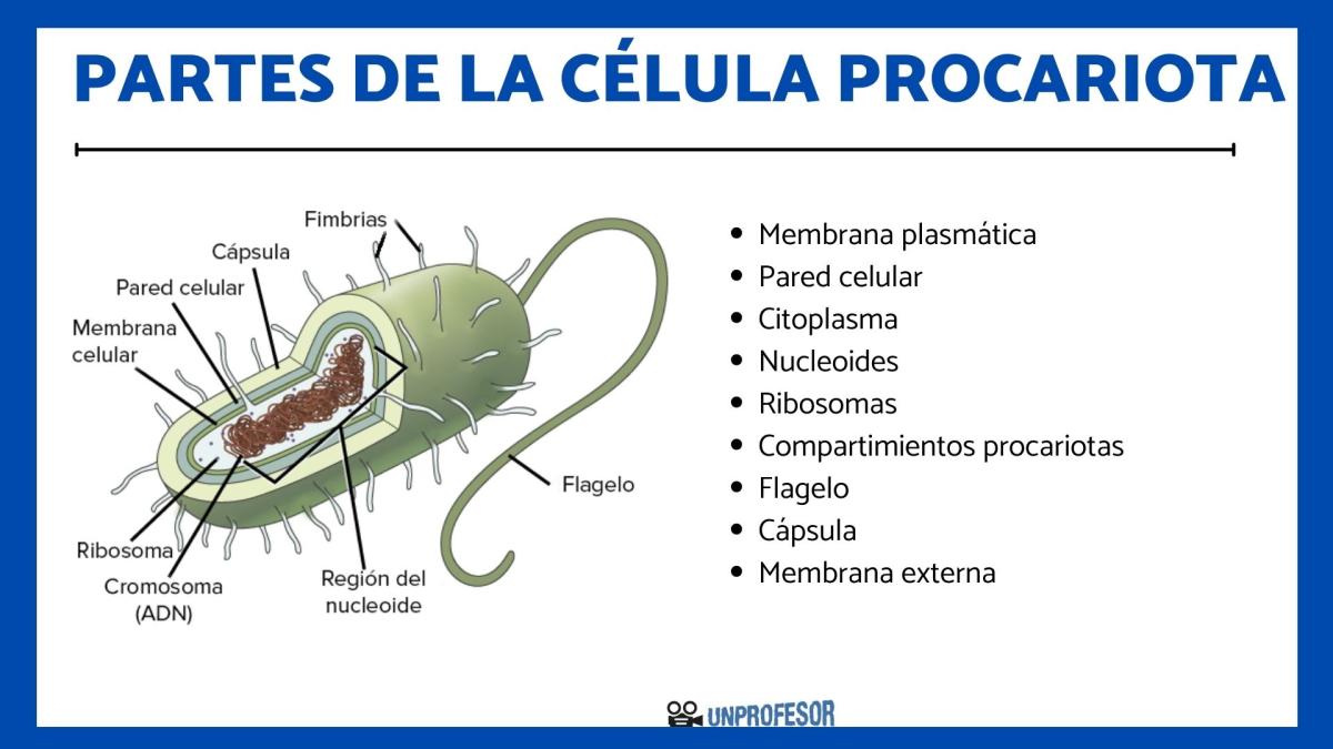Partes de la célula procariota
