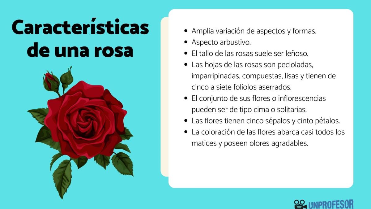 Características de una rosa