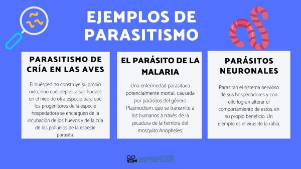 Tipos de parásitos intestinales - ¿Cómo se contagian estos parásitos?