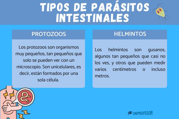 Tipos de parásitos intestinales - ¿Qué tipos de parásitos intestinales existen?