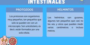 Tipos de parásitos intestinales